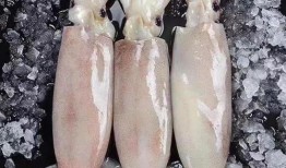 冰鲜大鱿鱼爆料视频下载,视频爆料背后的真相与下载攻略